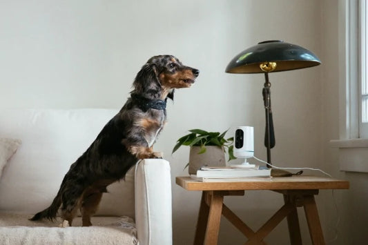 Are Pet Cameras Worth It? Try A wifi Security Camera.